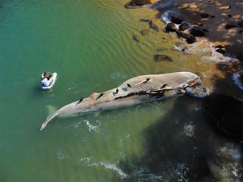 VÍDEO: baleia de 12 metros é encontrada morta na Ilha Anchieta, em Ubatuba, SP