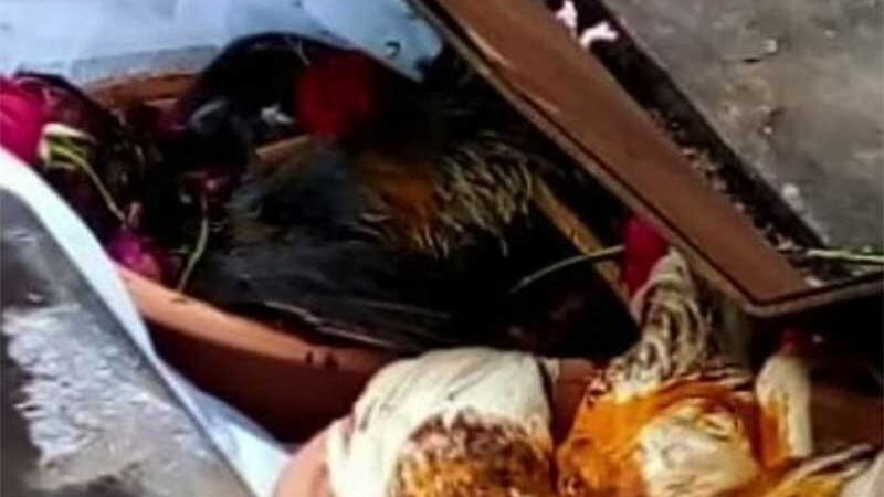 Polícia investiga morte de animais em cemitério de Valinhos, SP