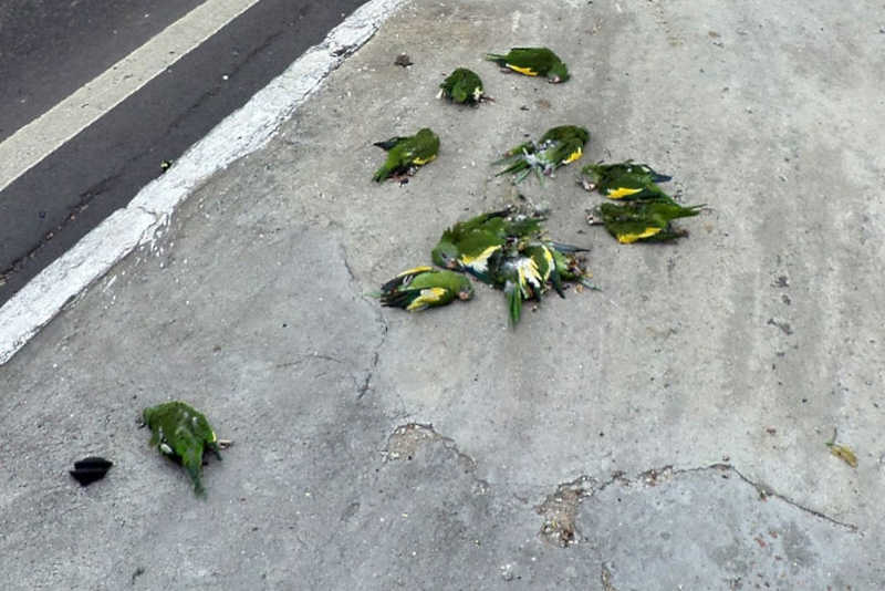 Periquitos-de-asa-branca mortos pelo impacto de fogos de artifício. Foto ilustrativa: Ipaam/Divulgação