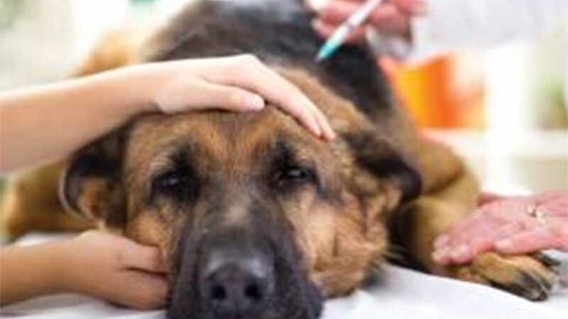 São João da Boa Vista (SP) identifica casos de parvovirose em cães