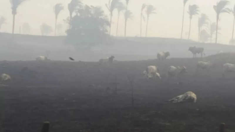 Processo sobre incêndio devastador em fazendas que matou animais e vaqueiro segue sem ser concluído