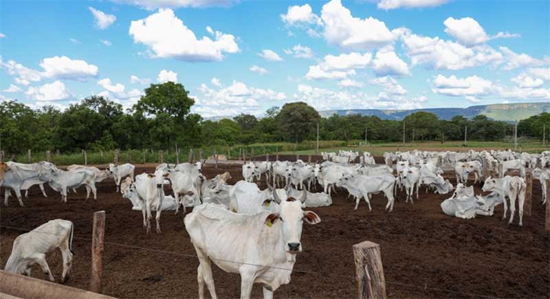 Guarda Metropolitana encontra 400 bovinos em situação de maus-tratos em Palmas, TO