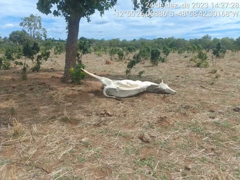 Gado morre por causa da seca no sul do Tocantins — Foto: Divulgação/Defesa Civil de Talismã