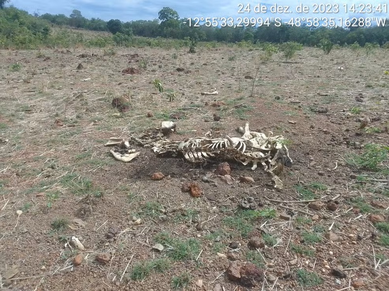 Produtores rurais estão perdendo gado e tendo prejuízos com plantações por causa da seca no Tocantins — Foto: Divulgação/Defesa Civil de Talismã