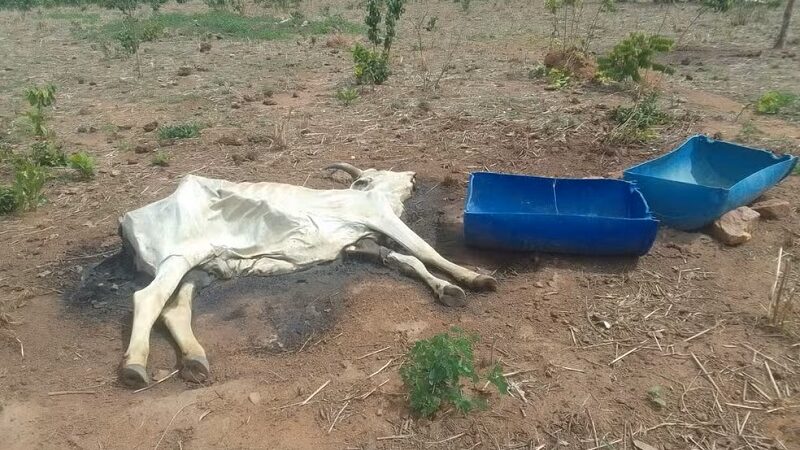 Bois morrem de fome e sede por causa de seca em fazendas do TO: ‘É pedir para Deus mandar água’