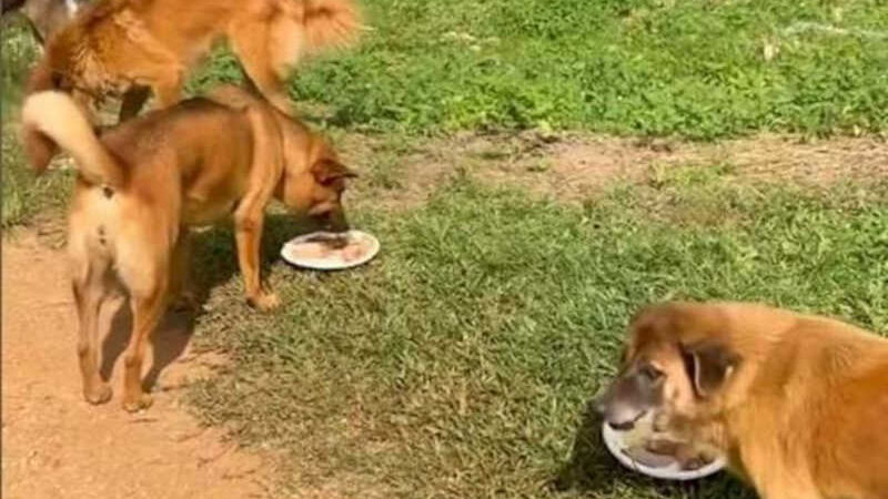 Homem distribui refeições caseiras para cães de rua na Tailândia