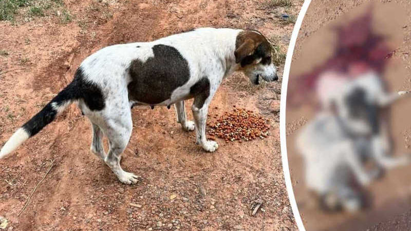 ONG pede punição a motorista de ônibus que matou cadela em Rio Branco (AC); animal foi partido ao meio