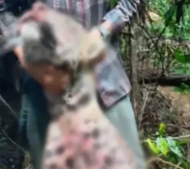 Fazendeiro mata onça-pintada e diz ter agido em defesa de seus animais no Acre