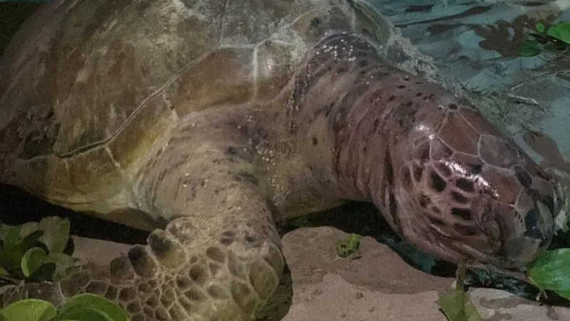 Tartaruga-verde é encontrada morta em praia de Maragogi, AL