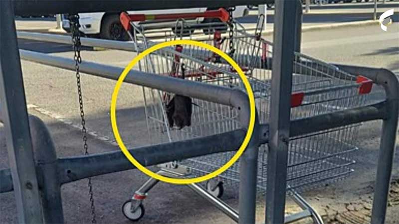 Mulher salva morcego preso em carrinho de supermercado; fotos