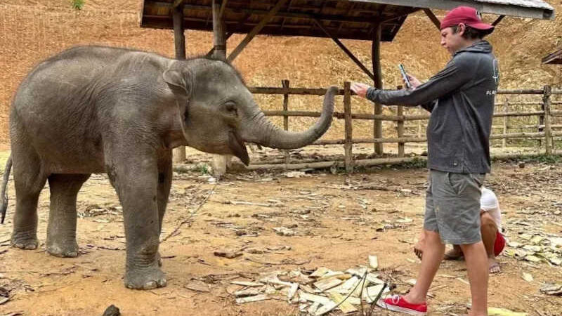 Elefante vítima de maus-tratos é resgatado e levado para santuário ecológico na Ásia