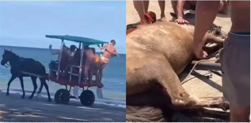 BA: destino turístico proíbe uso de animais para transporte após morte de cavalo