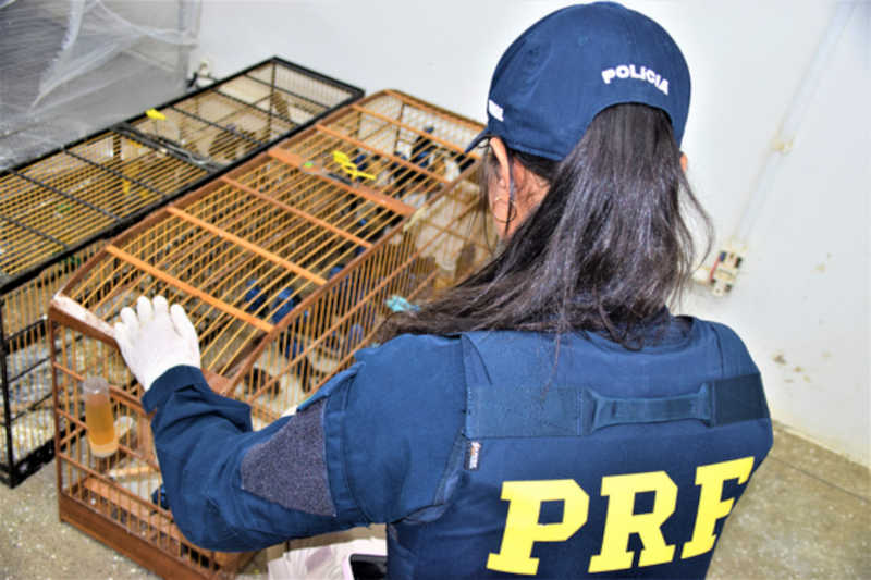 2.000 animais são resgatados pela PRF no interior da Bahia