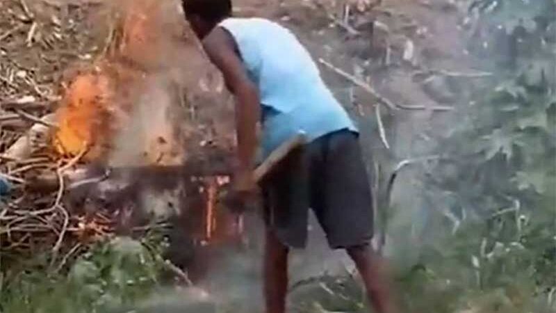 Homem ateia fogo a cadela e sete filhotes no interior da Bahia; veja