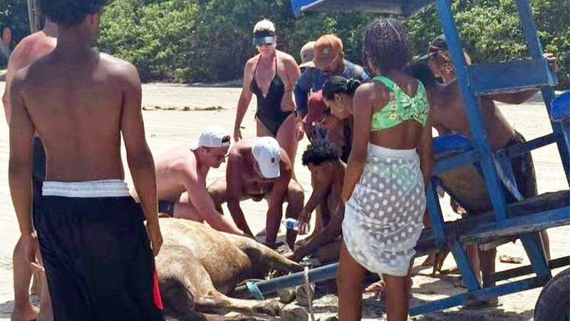 Cavalo passa mal em praia de Morro de São Paulo e população denuncia maus-tratos; assista