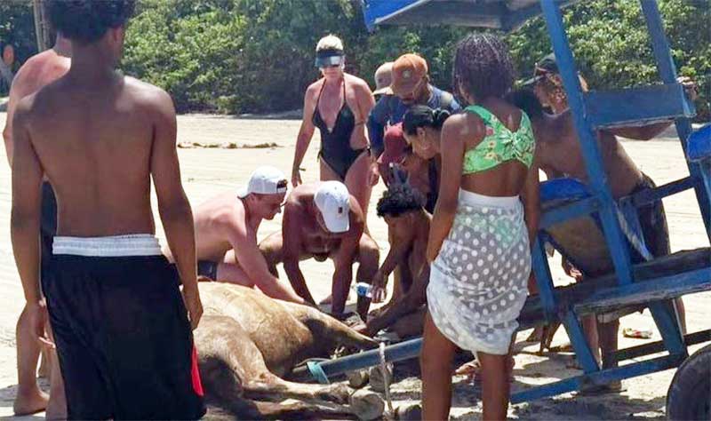 Cavalo passa mal em praia de Morro de São Paulo e população denuncia maus-tratos; assista