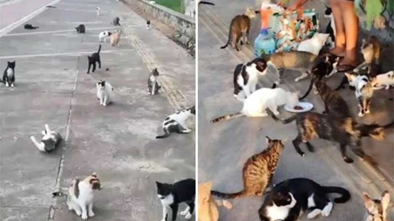 Após decisão da Justiça, prefeitura se pronuncia sobre retirada de gatos da Colônia de Piatã