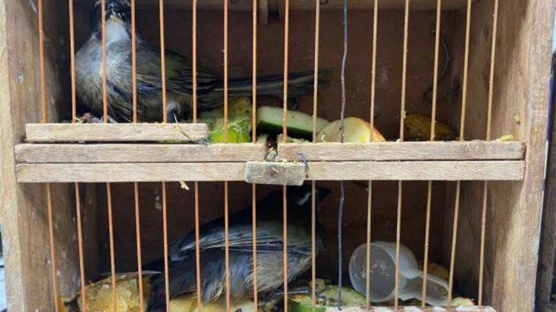 PRF resgata pássaros transportados em sacola de viagem dentro de ônibus na Bahia