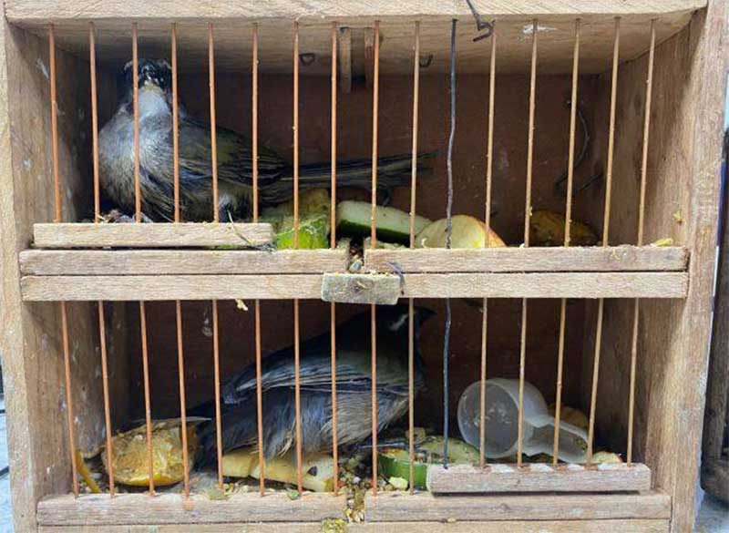 PRF resgata pássaros transportados em sacola de viagem dentro de ônibus na Bahia