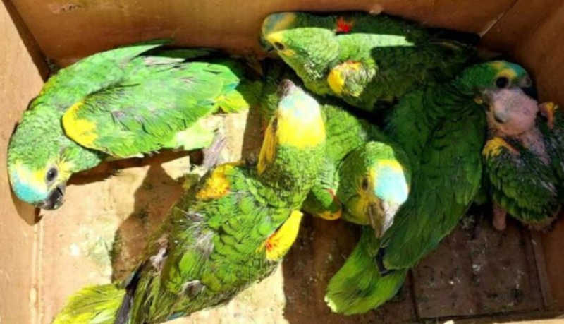 Polícia da Argentina resgata papagaios traficados do Brasil