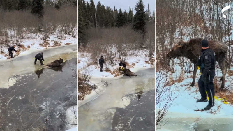 VÍDEO: casal salva animal que caiu e ficou preso em lago congelado
