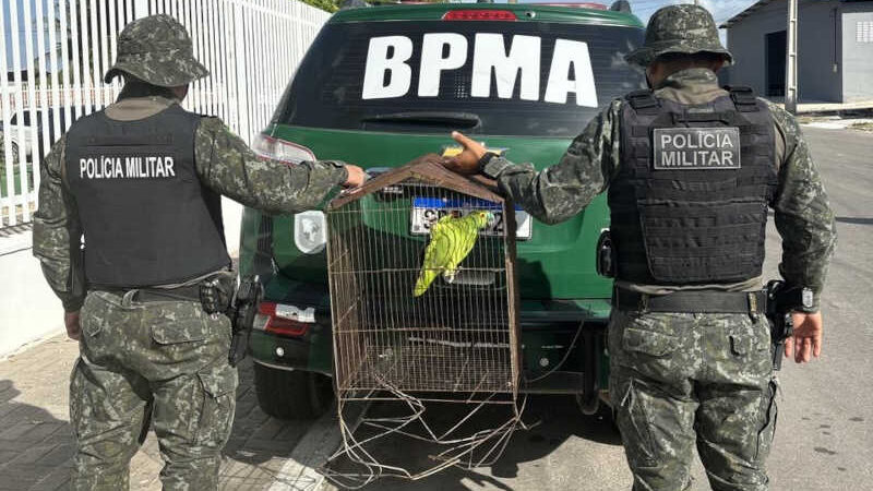 Em ações distintas, Polícia Militar resgata tamanduá e papagaio no Ceará