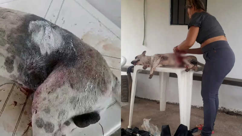 Cachorro é esfaqueado por proprietário de frigorífico, no distrito de Macaraú, em Santa Quitéria, CE
