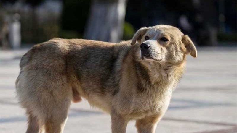 Cidade no Chile quer matar 4,5 mil cachorros de rua