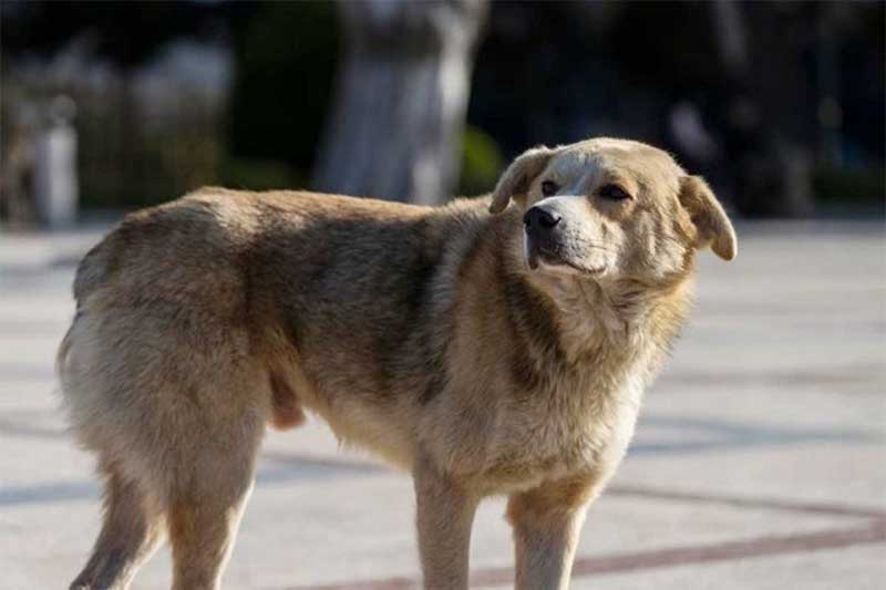 Cidade no Chile quer matar 4,5 mil cachorros de rua
