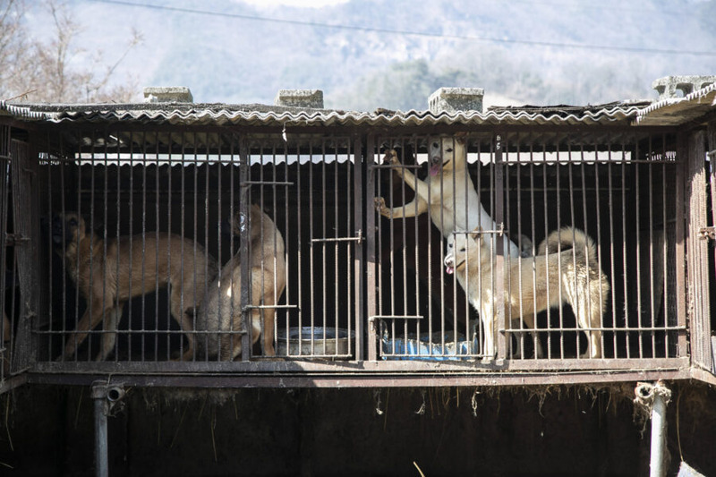 Vitória histórica para os animais: Parlamento da Coreia do Sul aprova proibição de produção e venda de carne de cão