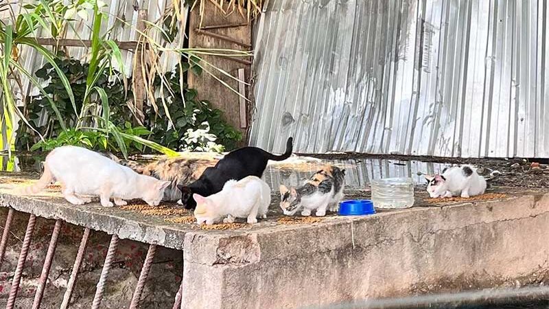 Vídeo: moradora se muda e deixa 19 gatos abandonados em lote no DF