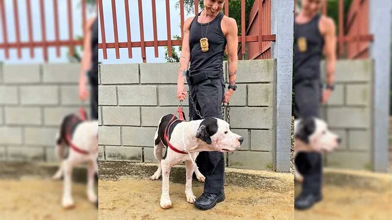 Vídeo: resgatado pela Polícia Civil, cãozinho Hulk está disponível para adoção no DF