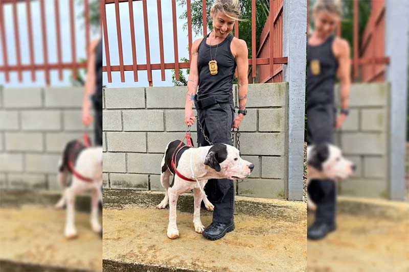Vídeo: resgatado pela Polícia Civil, cãozinho Hulk está disponível para adoção no DF