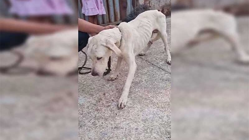 Trio de cães amarga maus-tratos, fome e sede no DF. Um morreu no Natal