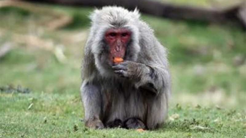 Macaco é flagrado “roubando” nozes após fugir de zoo na Escócia; vídeo