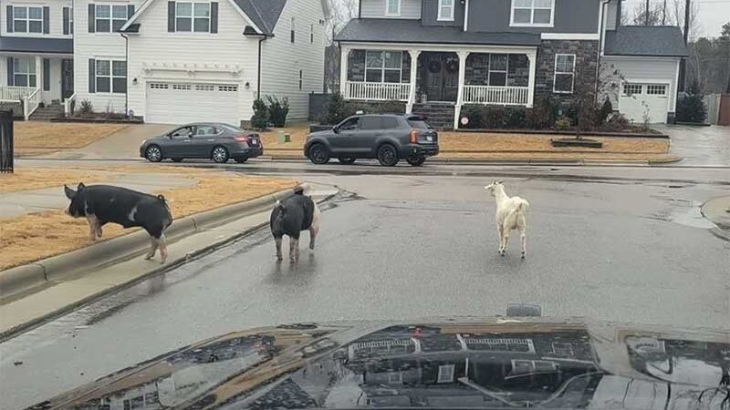 Cabra se junta a dois porcos em fuga de fazenda nos EUA