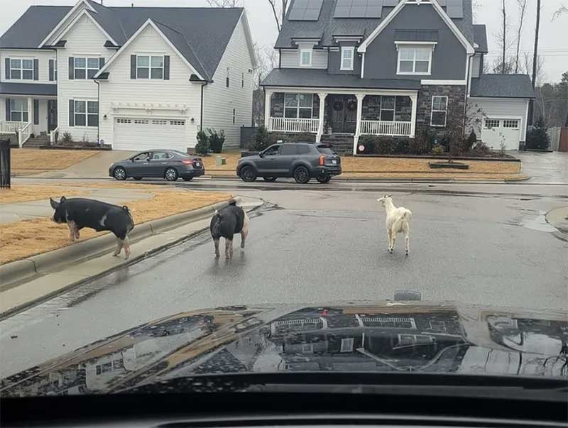 Cabra se junta a dois porcos em fuga de fazenda nos EUA