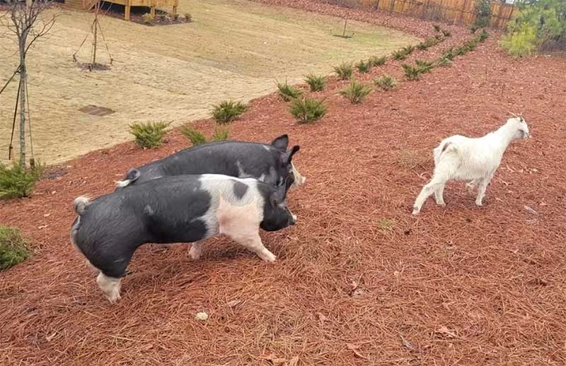 Cabra se junta a dois porcos em fuga de fazenda nos EUA — Foto: Reprodução/Facebook
