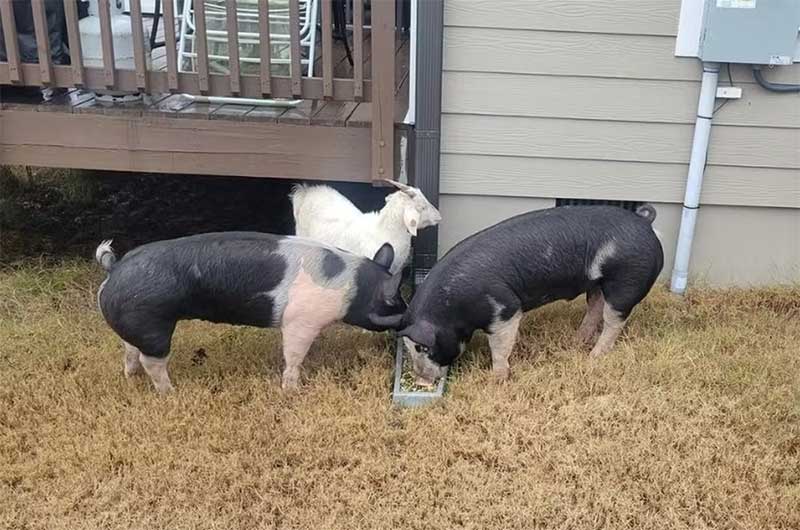 Cabra se junta a dois porcos em nova fuga de fazenda nos EUA — Foto: Reprodução/Facebook