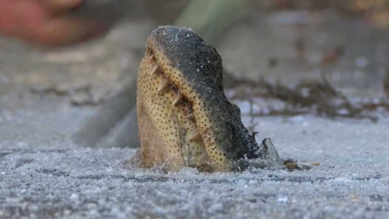 EUA: após quedas na temperatura, crocodilos ficam congelados em lago