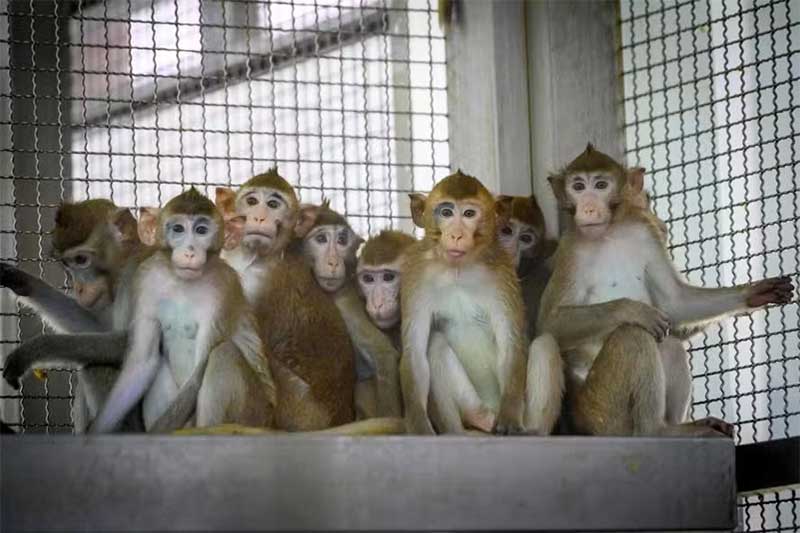 Plano para construir maior fazenda de macacos de laboratório nos EUA gera fúria coletiva