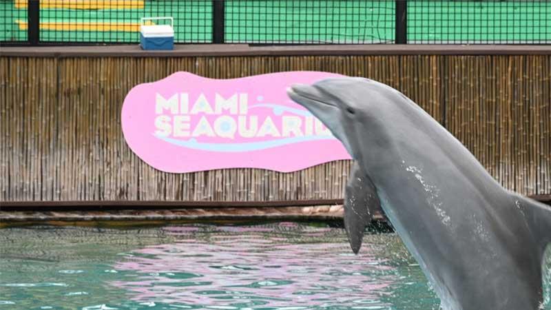 Violações de bem-estar animal levam Miami-dade a encerrar contrato com Miami Seaquarium