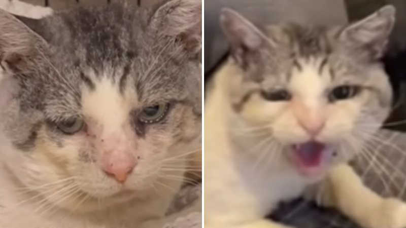 Vídeo: gatinho “agressivo” é resgatado de eutanásia e passa por mudança radical