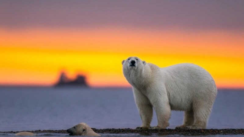Urso polar morre em decorrência de gripe aviária; entenda
