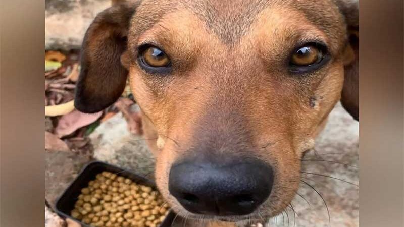 Voluntários que acolhem cachorros de rua no Entorno (DF) sofrem ameaças
