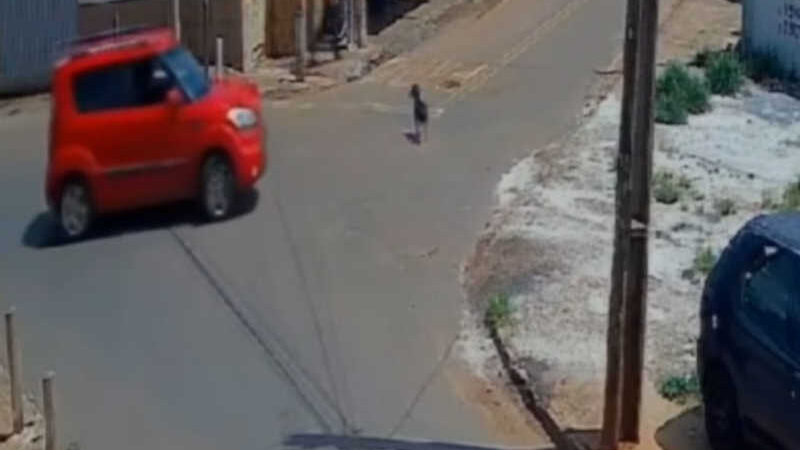 Motorista atropela cachorro e foge sem prestar socorro, em Anápolis, GO
