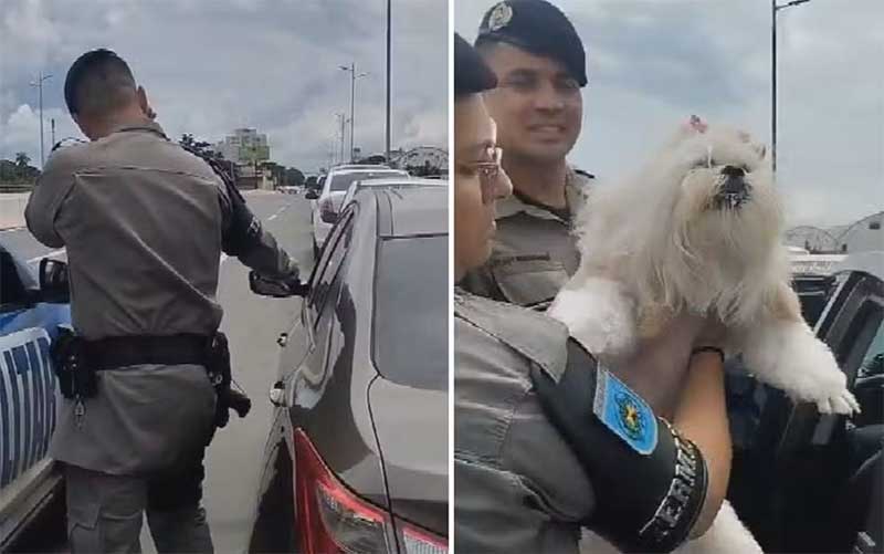 PM resgata cadela presa em carro em Goiânia; tutora é detida por maus-tratos