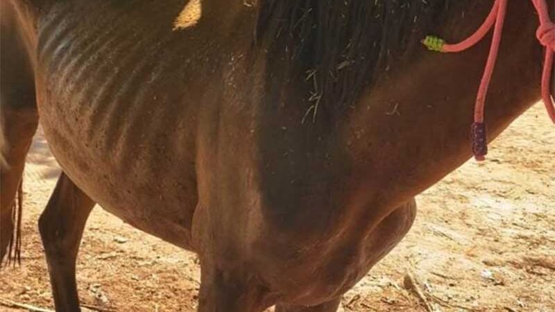 Polícia investiga maus-tratos a cavalos e éguas em rancho de hospedagem em Hidrolândia, GO