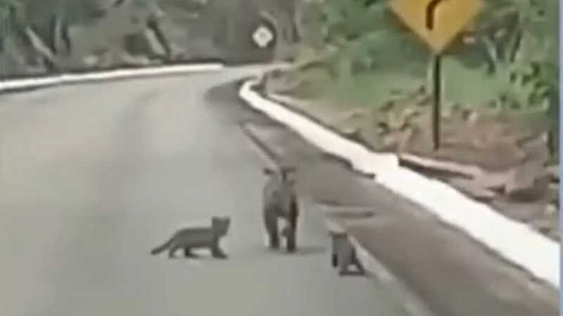 Onça é filmada atravessando rodovia com filhotes em Goiás; veja vídeo