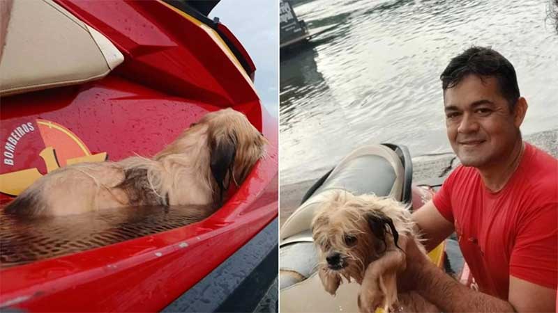 Assustada com fogos durante ano novo, cadela foge e é resgatada em rio em Goiás